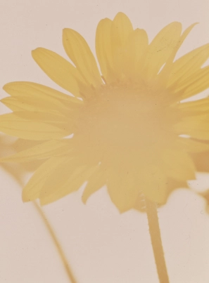 Comunidades Category Sunflowers