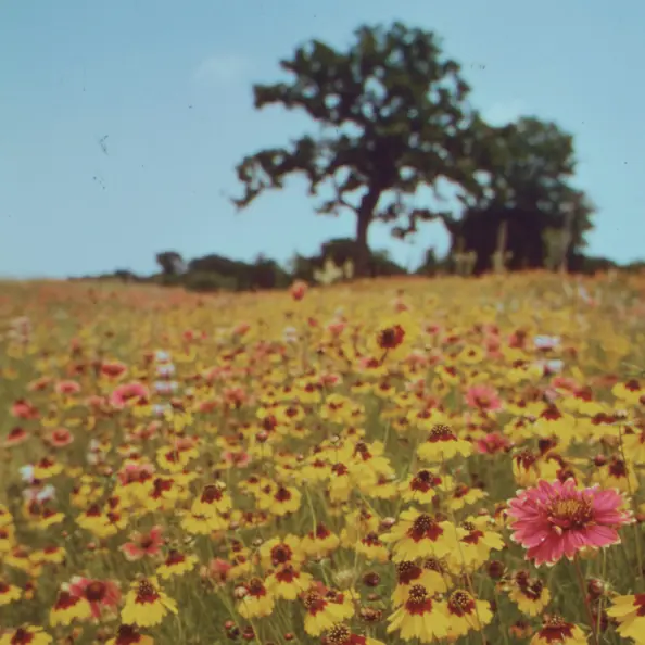 Comunidades Photo of a field full of flowers, a blue sky and a tree.