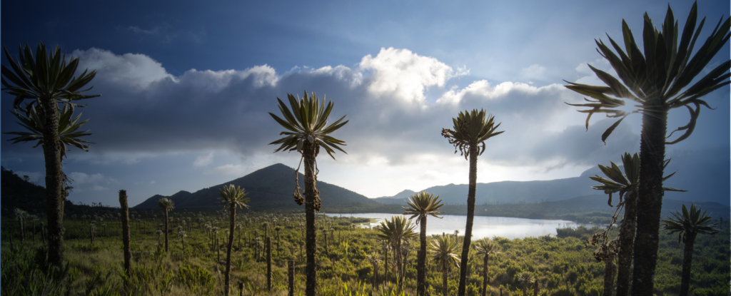 Ecoturismo los frailejones2 e1737141870514 2048x829