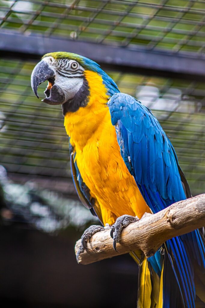 Inicio zoo, parrot, bird, animal, nature, wildlife, nature, nature, nature, nature, nature
